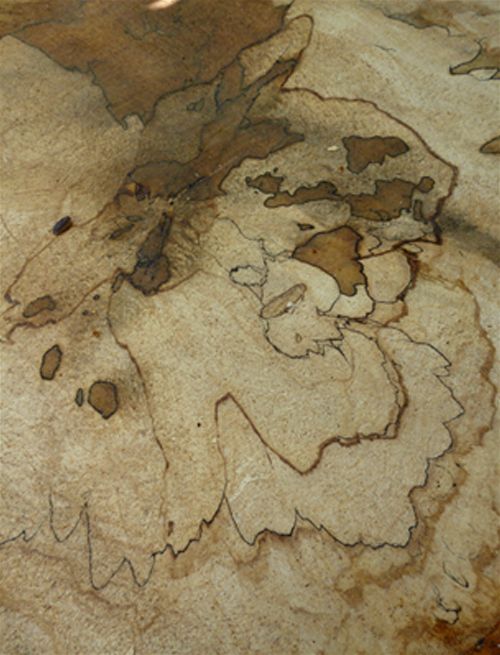 Black pseudosclerotic plates on a beech cross-section taken following the felling of the tree